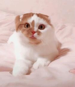 春天里，猫咪需要“三防一管”