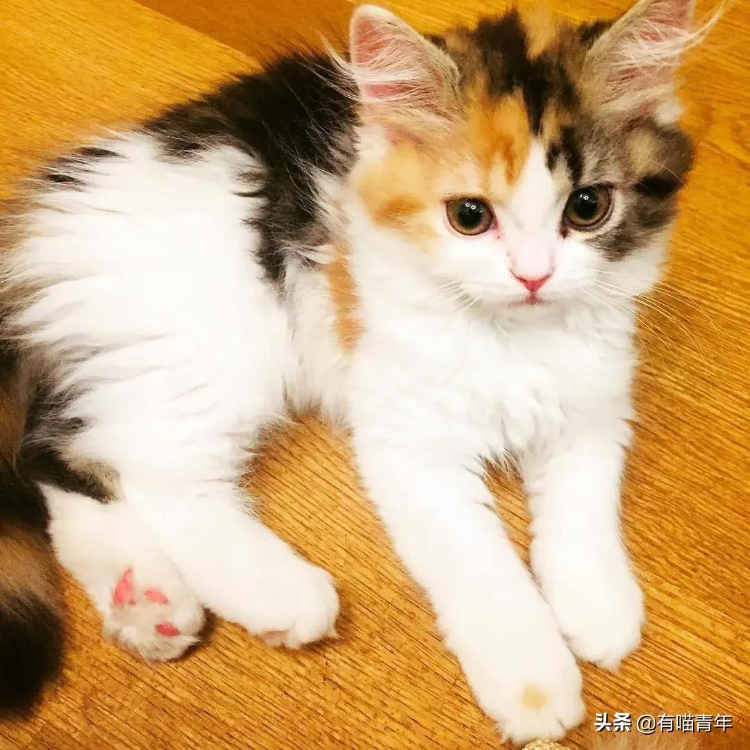 漂亮的三花猫欣赏,最迷人的三花猫