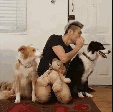 如何判断边境牧羊犬是笨是聪明,边境牧羊犬为什么不会攻击人