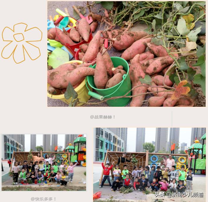 幼儿园红薯生成课活动方案,幼儿园科学教案红薯的成长过程