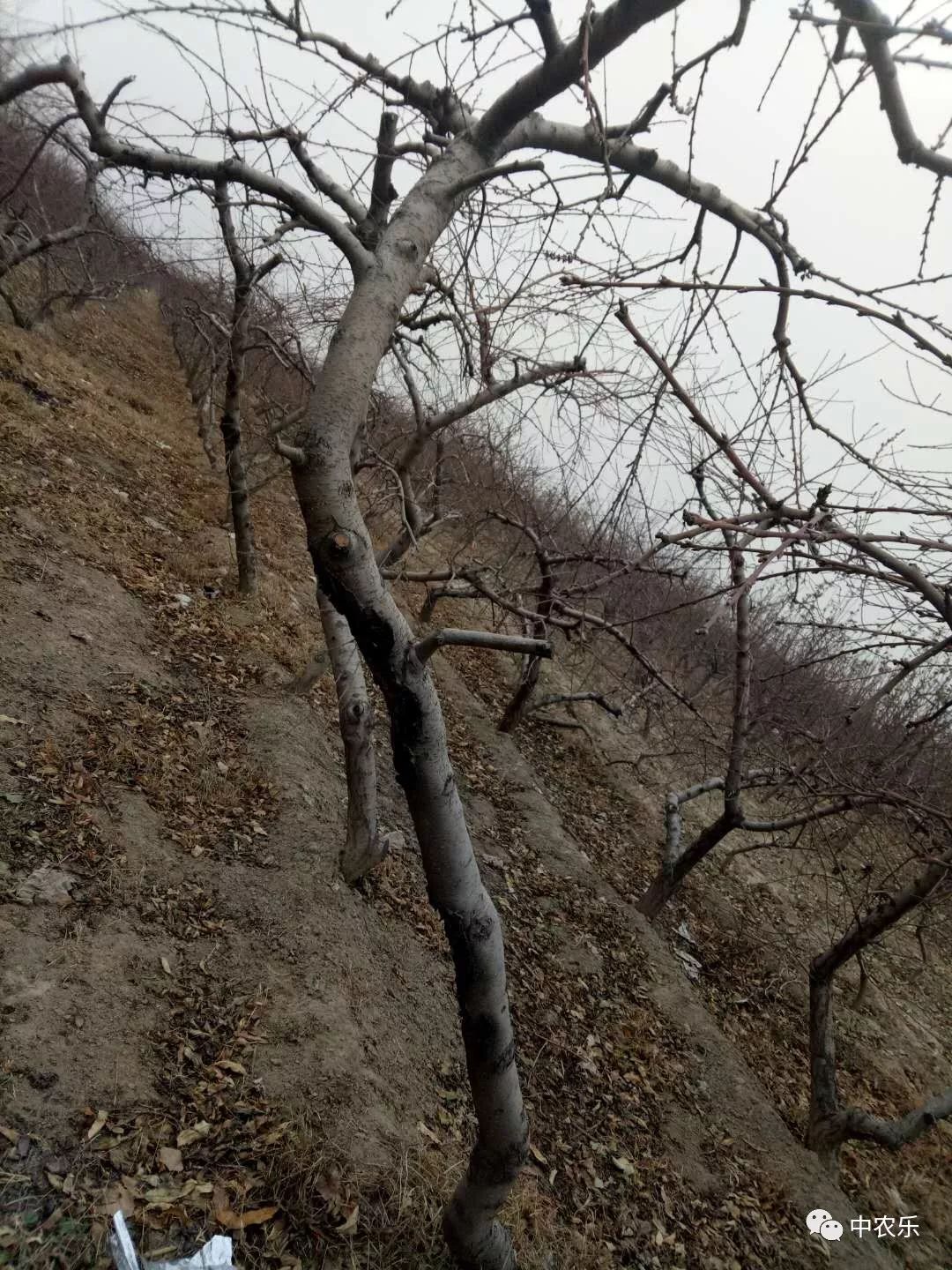 桃树冬剪留大棒子结果枝要不得