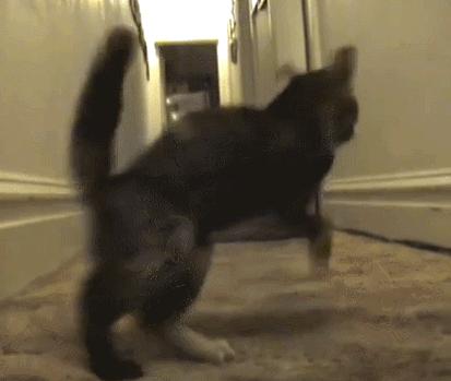 为啥猫猫拉完粑粑之后会疯跑,猫猫每次拉完屎就疯跑