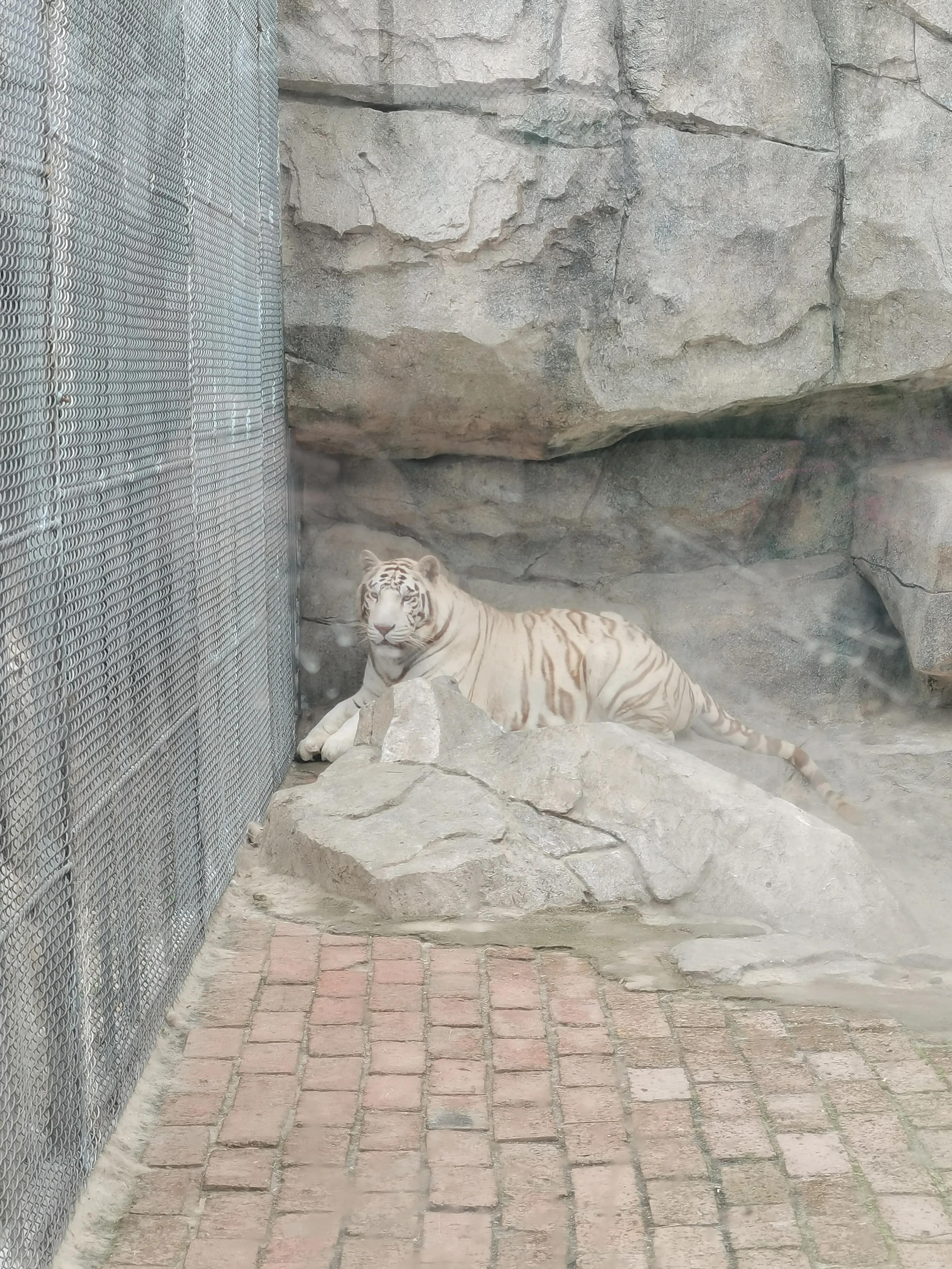 济南野生动物园和宿州野生动物园,宿州野生动物园到宿州皇藏峪