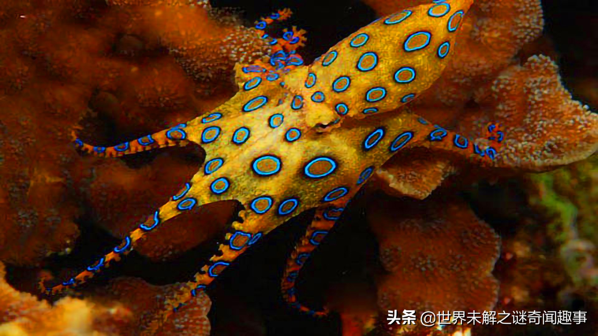 动物智商未来能超越人类吗,如果动物智商超过了人类会怎么样