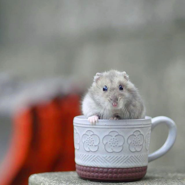 仓鼠要是走丢了它可以挖地道吗,仓鼠走丢了怎么快速引出来