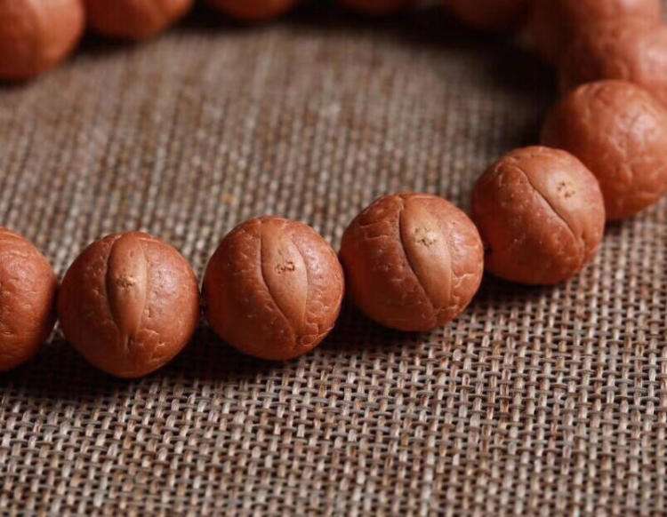 胎儿发育全过程标本,是否能看到胎儿的发育过程