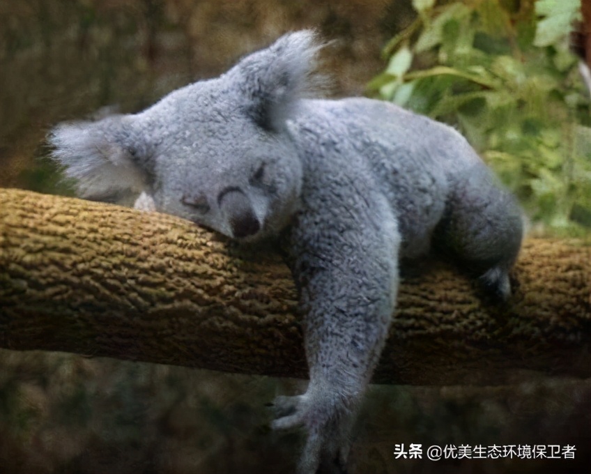 树袋熊慢动作,树袋熊也叫树懒么