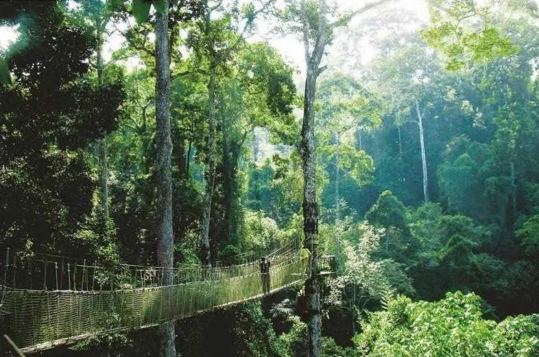 西双版纳简介是在哪里,西双版纳植物园概况