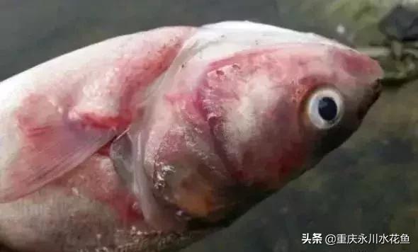 鲢鳙出血病防治方法,花白鲢败血症用什么药