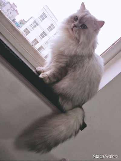 独家揭秘即将上市的奔达300太子