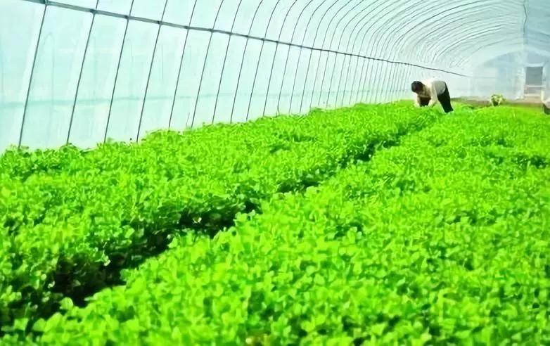 最新种植骗局揭秘图片,合伙种菜是骗人的吗