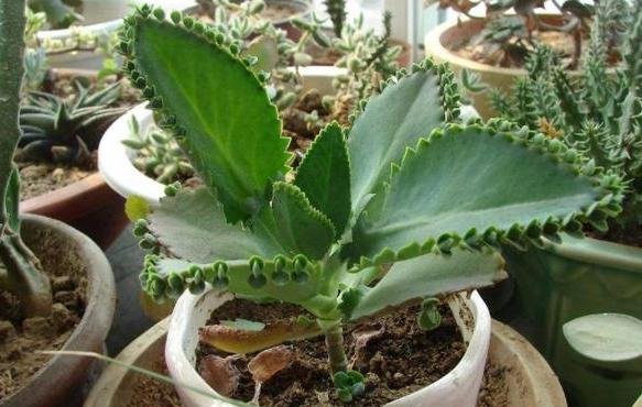 养鸟不死的诀窍,不死鸟的养殖方法与功效