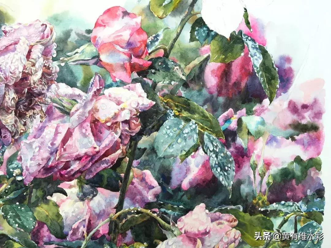 小清新水彩画玫瑰花,水彩画雨中玫瑰