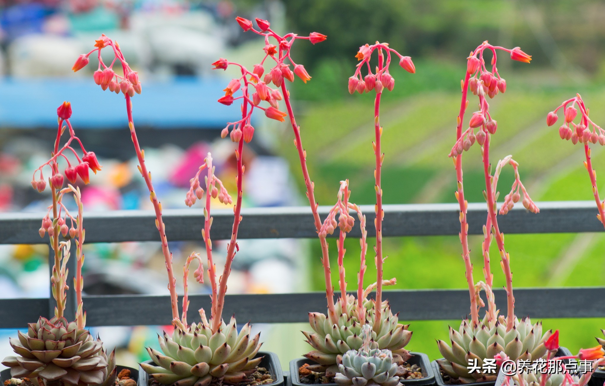 曾经高价多肉,曾经天价的多肉