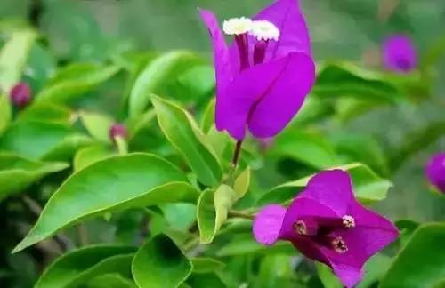 以桂花为市花的城市有哪些,中国每个城市的市花是什么