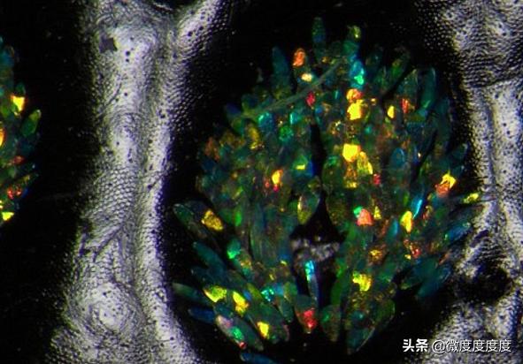 密封的米面为啥出现小虫,米面怎么不生虫