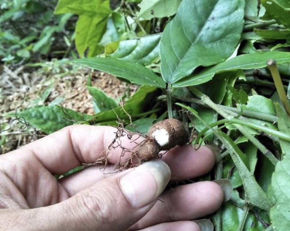 农地里有1种“绿植”，块茎和生姜一样大，人称“蛇附子”，珍贵