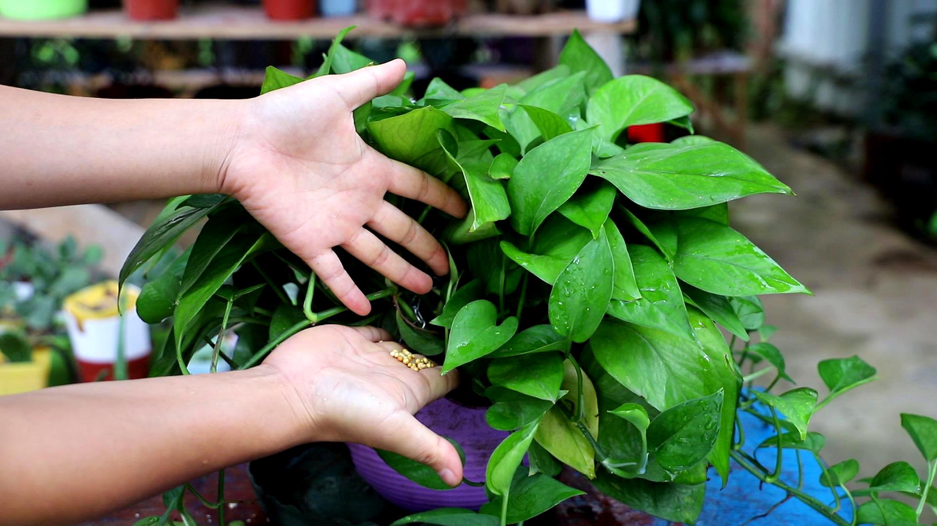 绿萝怎么样养才能长得大长得好,绿萝怎么养比较长得快