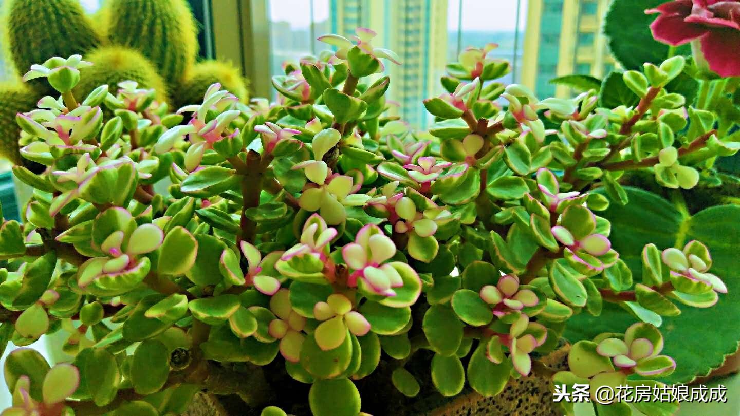 花盆里面有虫子怎么处理,君子兰花盆里有小白虫子怎么去除