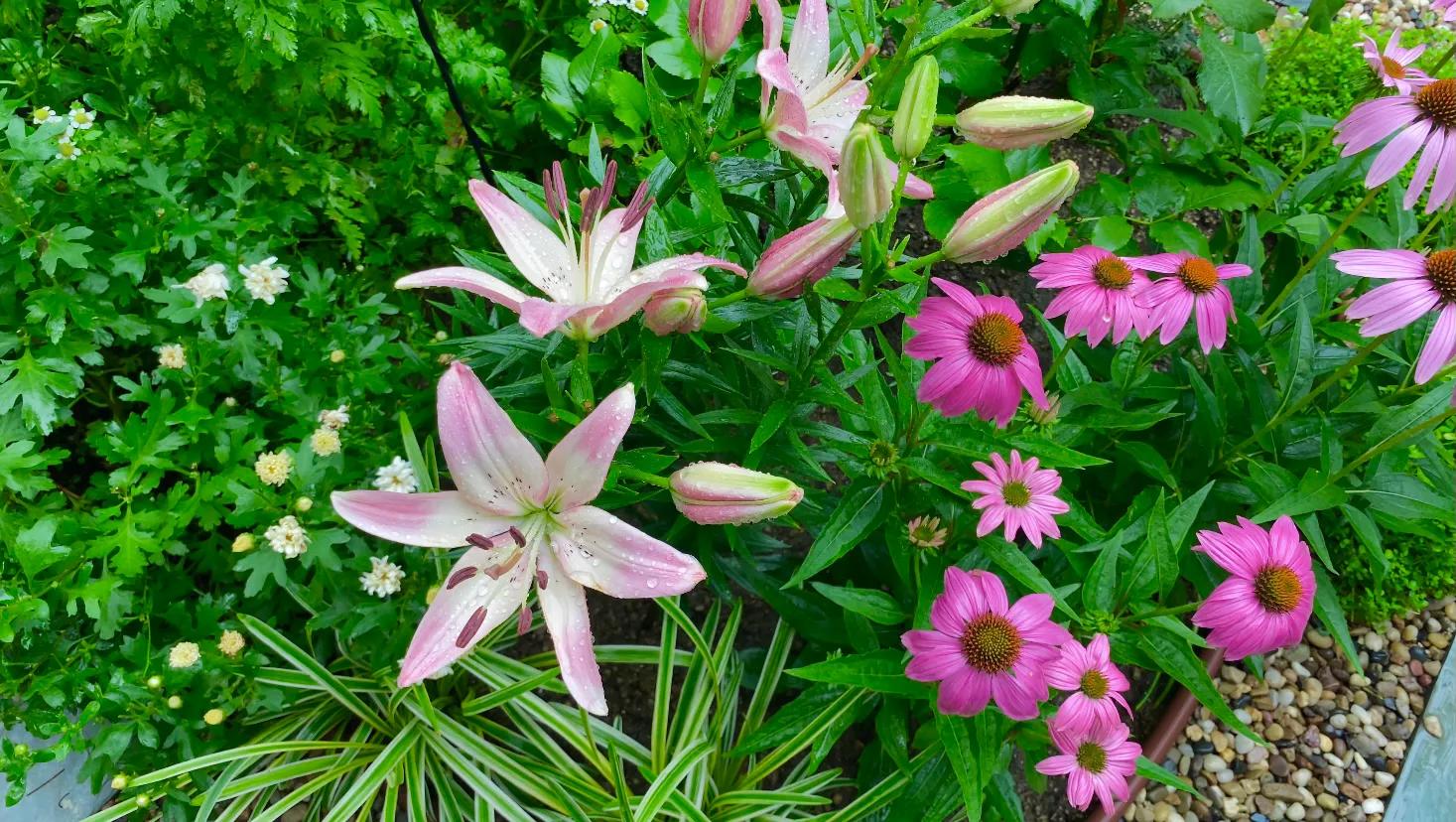 百合品种怎么选,北方花园适合种什么树