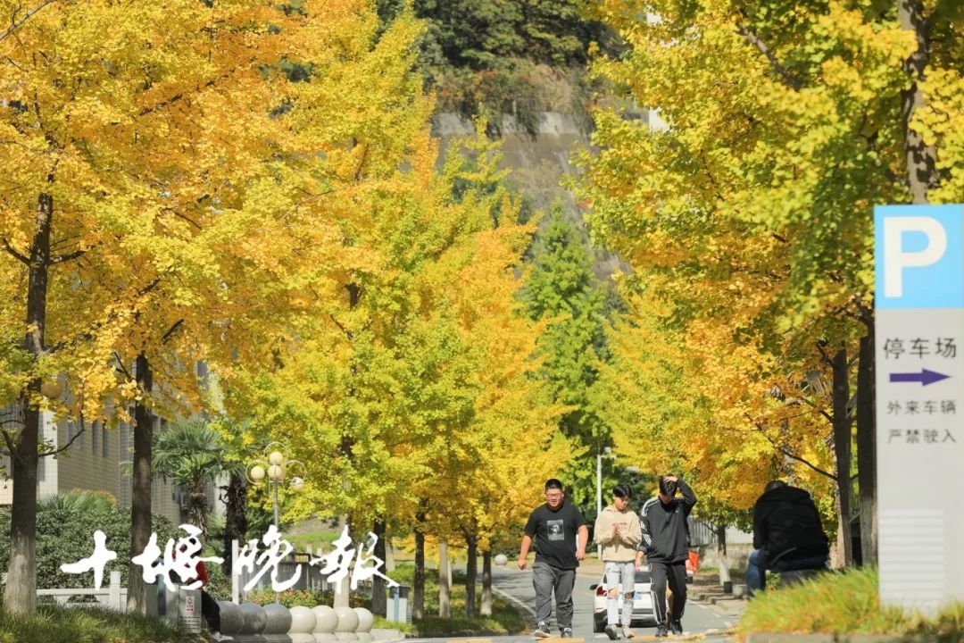 十堰银杏风景区在哪里,十堰银杏景点