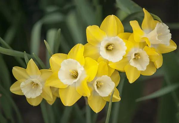 猫咪百合花粉中毒后怎么救,猫咪误食百合的症状
