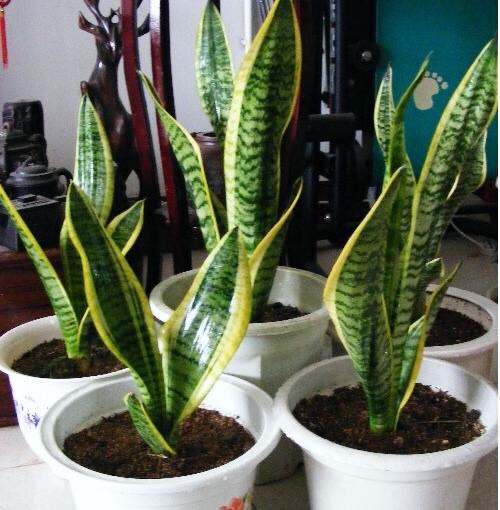 养花的好处50字,养花枝繁叶茂的秘诀