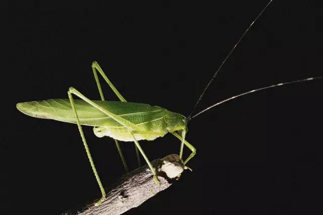 柑橘害虫及危害部位图,柑橘常见害虫高清图谱