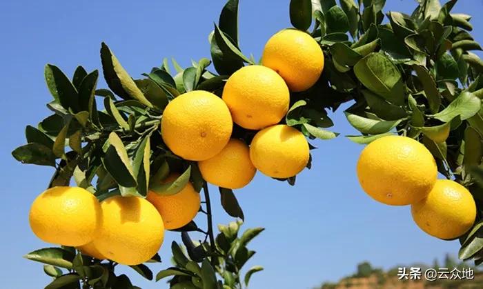 当前柑橘高产的种植技术,甜桔柚高产品种
