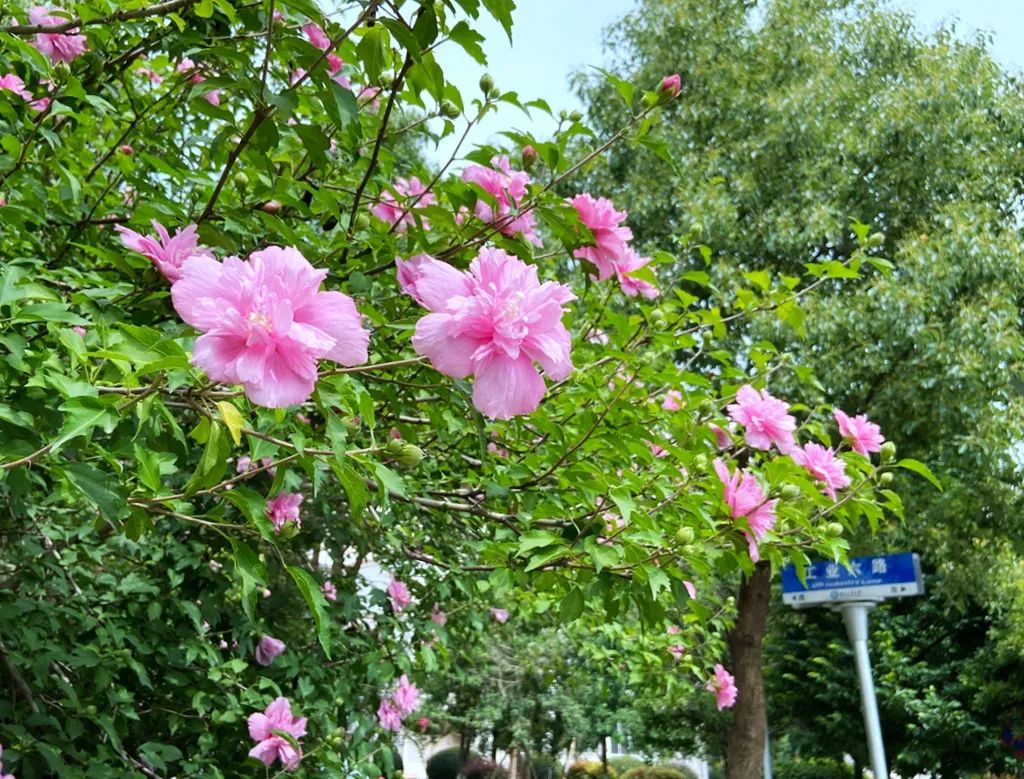 湖北工业大学校园面貌怎么样,湖北工业大学风景