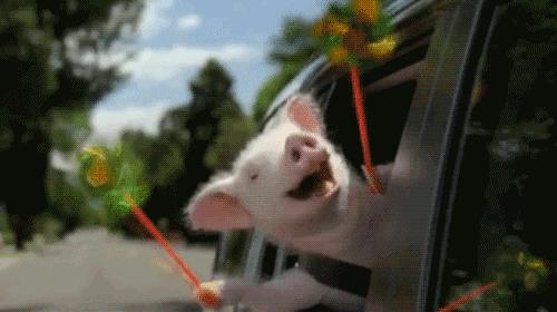 猪不同阶段都需要什么,为什么猪能活到现在