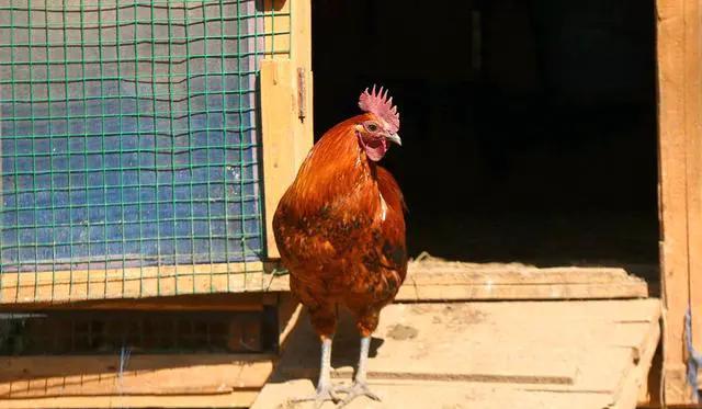 农村养鸡要在哪里找销路,想回家做养殖怎么找销路