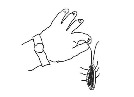 蟑螂防治带你了解不一样的蟑螂,蟑螂是家里最可怕的一种害虫