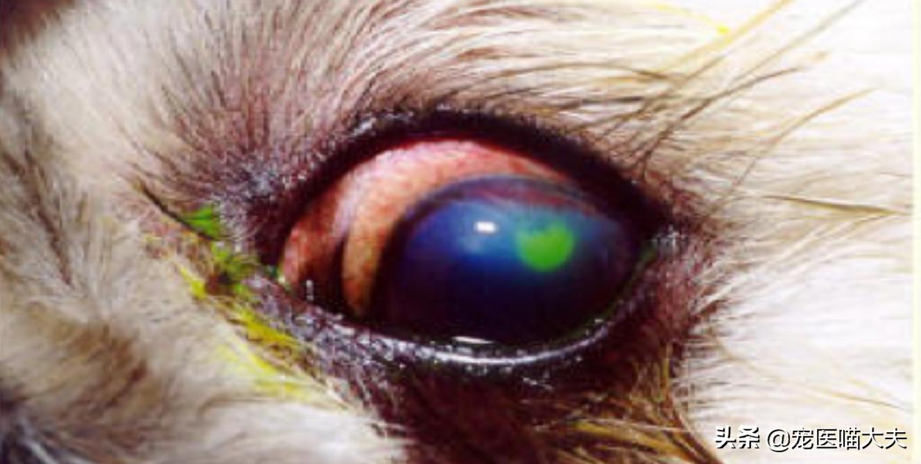 狗狗眼角膜溃疡痛吗,狗狗惰性角膜溃疡用什么药