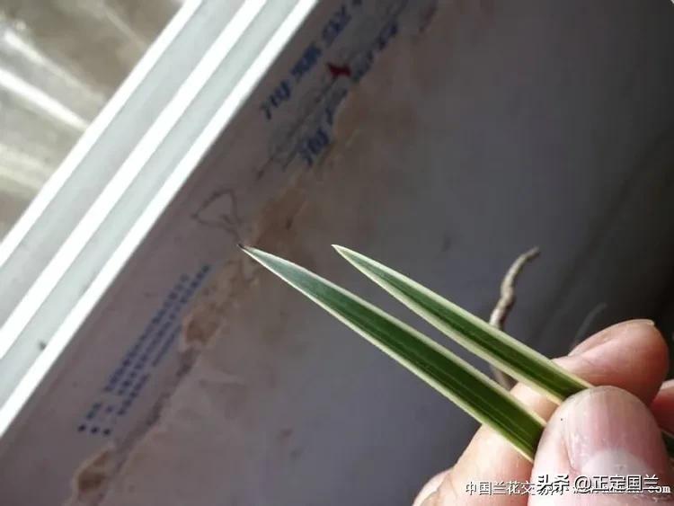 为什么兰花被称为国兰,为什么兰花又叫国兰