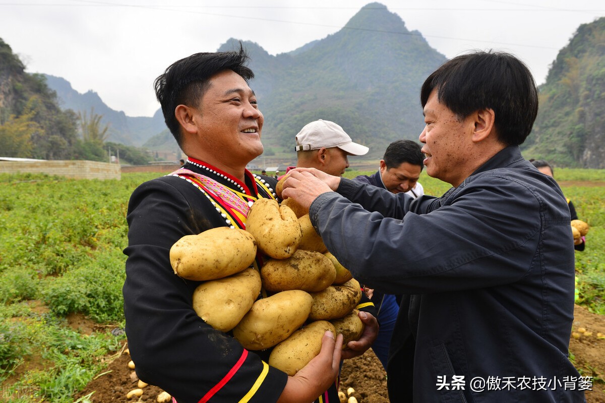 土豆高产种植技术全过程,秋土豆种植技术怎么才能高产