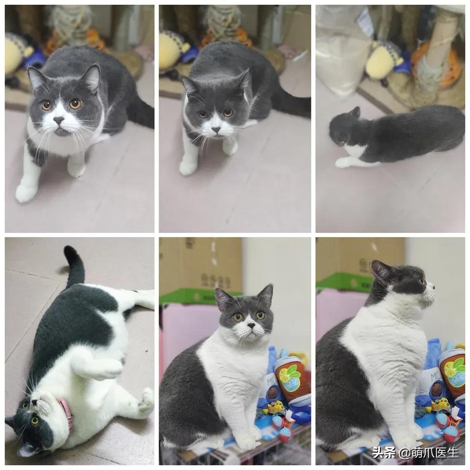 猫咪长大后还认得出兄弟姐妹吗,猫咪长大还记得自己的同胞兄弟吗