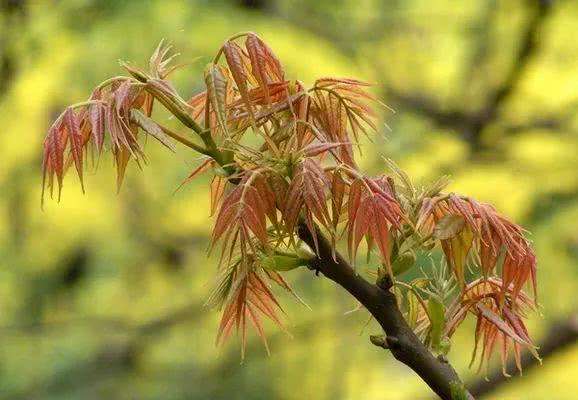 青瓦房后面有大树,40年左右的香椿树