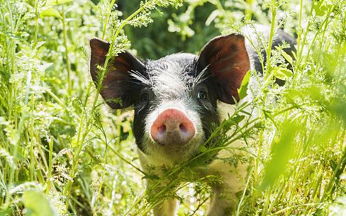 大北农还有救吗,大北农为什么跌了