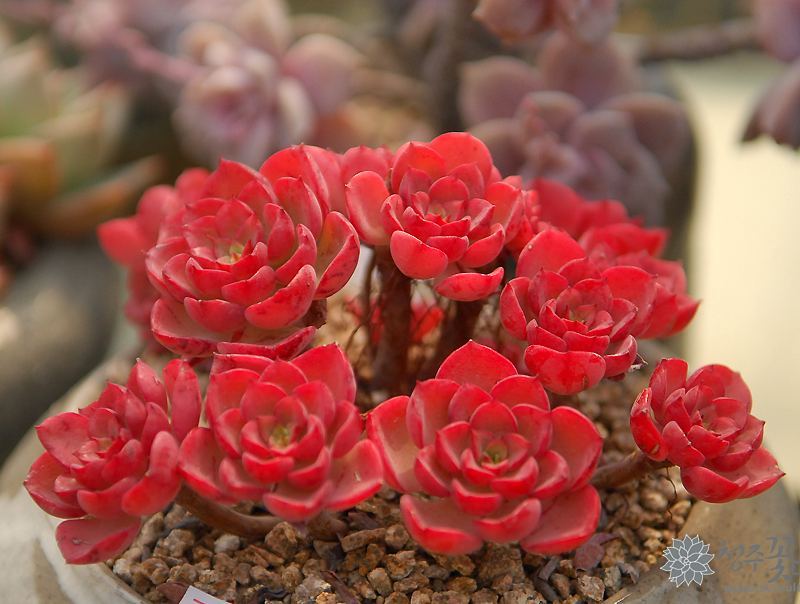 韩国大棚多肉,肉叔带你走遍韩国多肉大棚