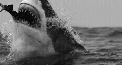 73岁老人被狼追杀,人类被鲨鱼猎杀的惊恐瞬间