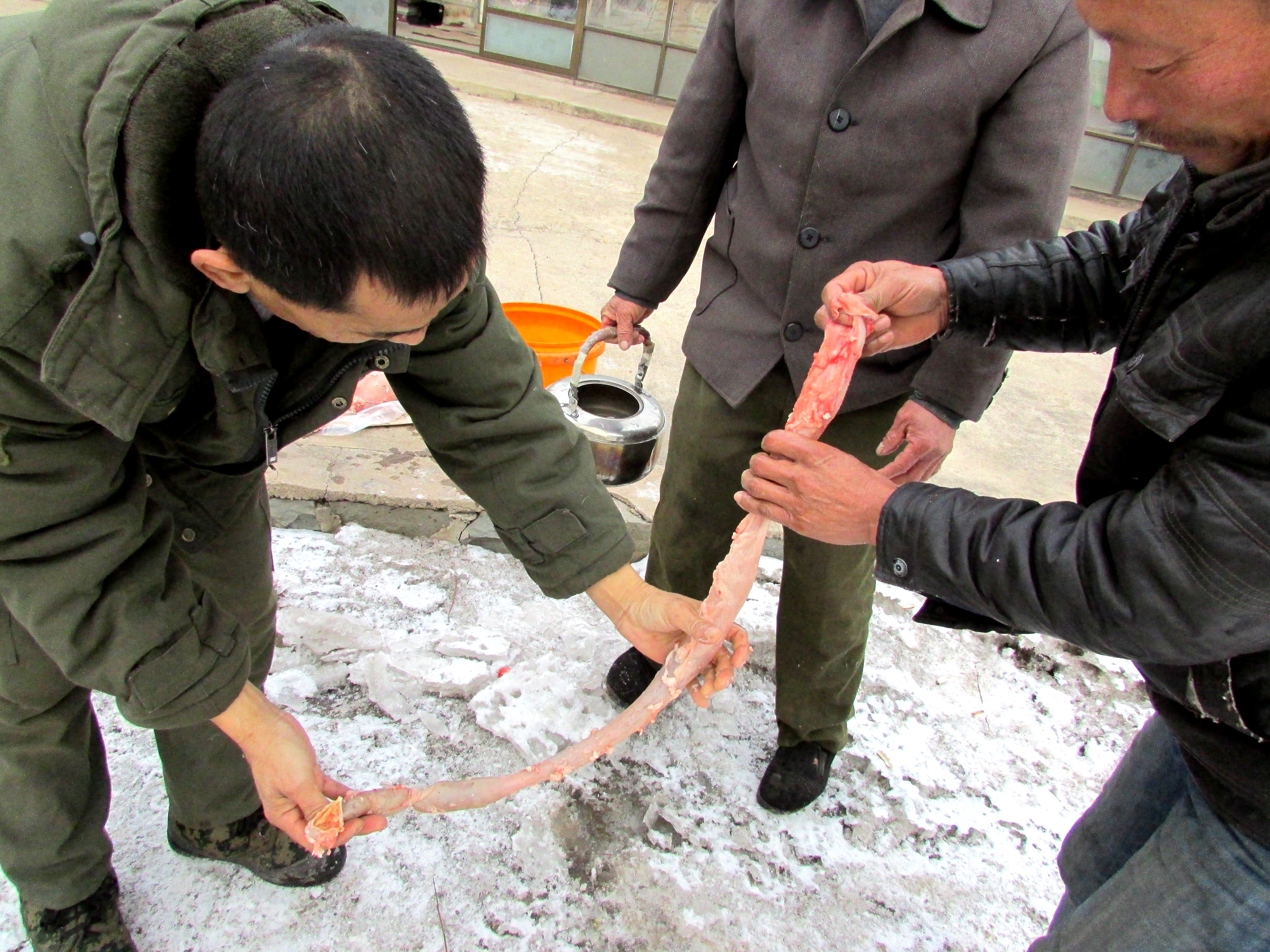 东北杀年猪来吃猪肉,老东北杀年猪