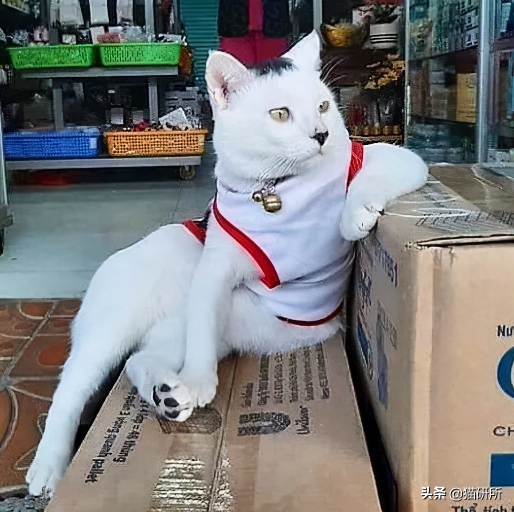 猫咪项圈对猫咪有危害吗,猫项圈给猫咪带来的危害