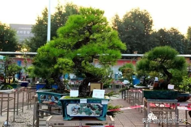 黄圃镇花店,花乡花卉绿植区