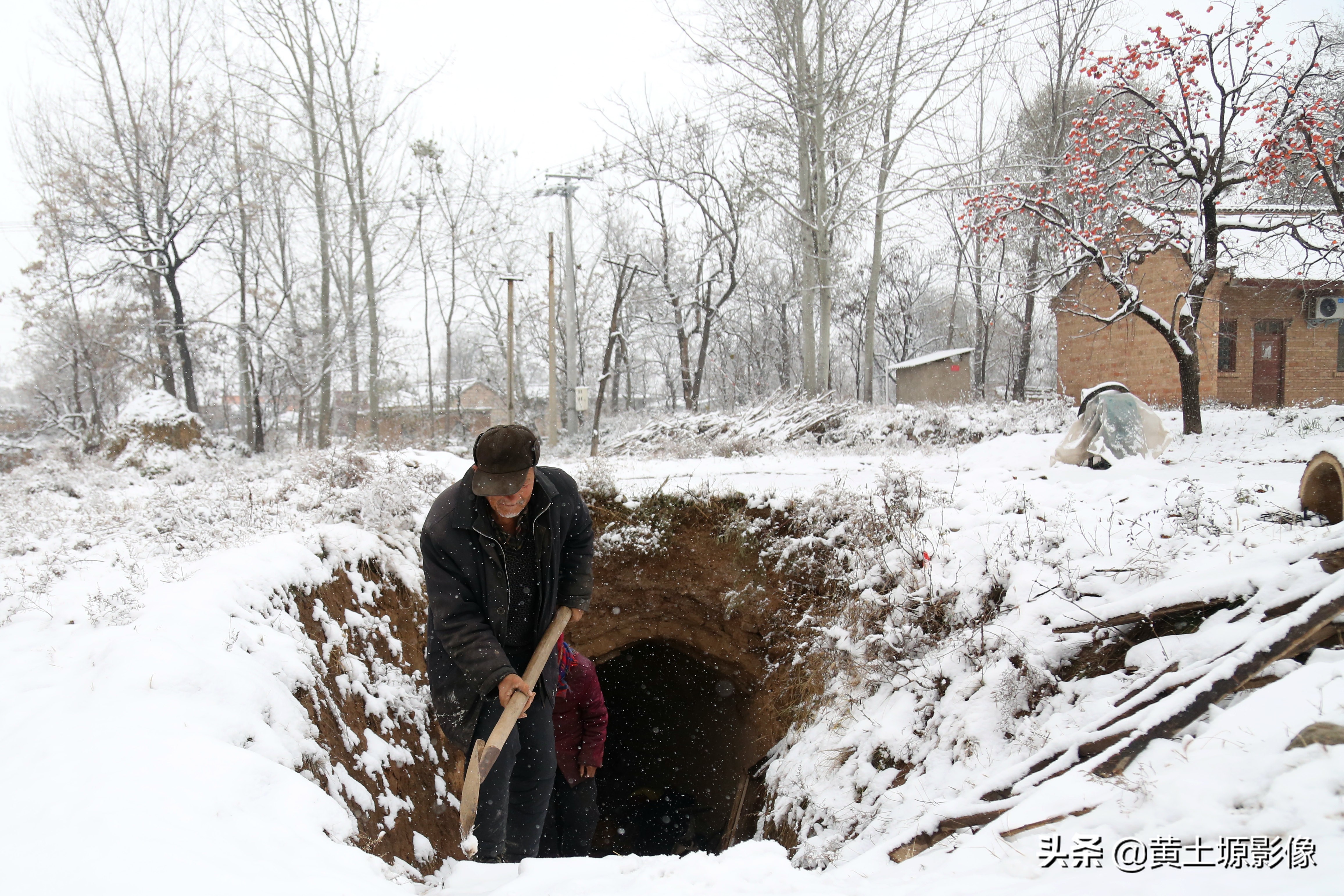 柿子树无人采摘,农村柿子下雪天也无人采摘
