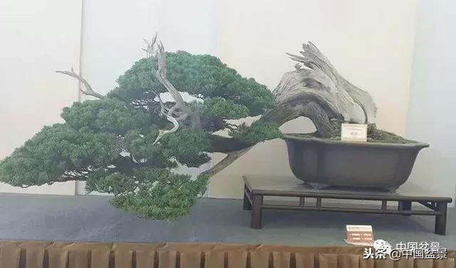 盆景不具有收藏价值,盆景不能有功利心