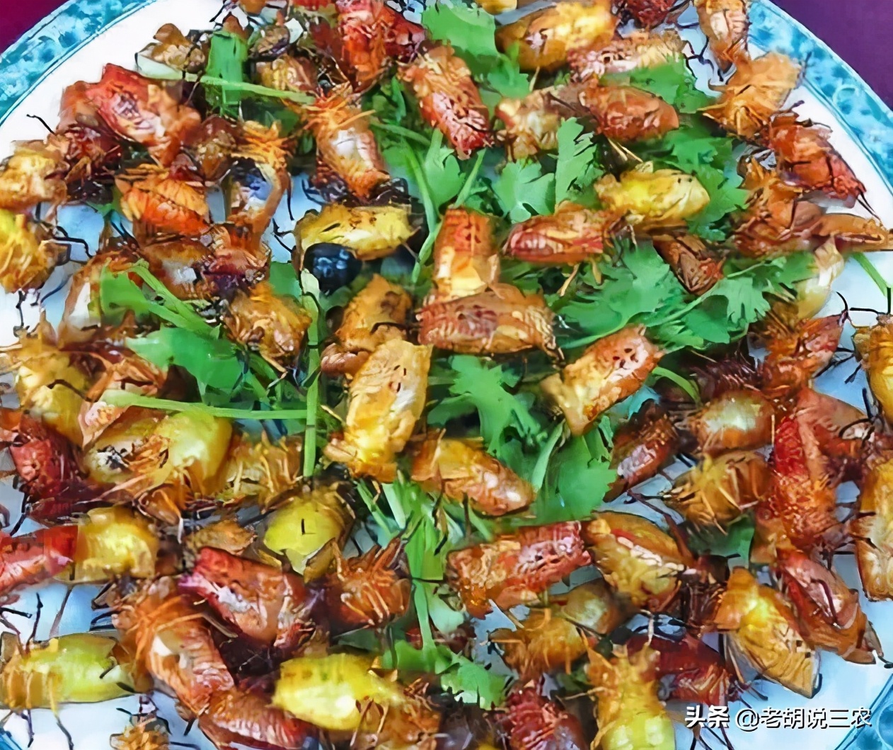 农村里说的臭屁虫是什么,农村臭板虫特别多是什么原因