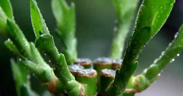 养花如何不把花养死,养花老是养死