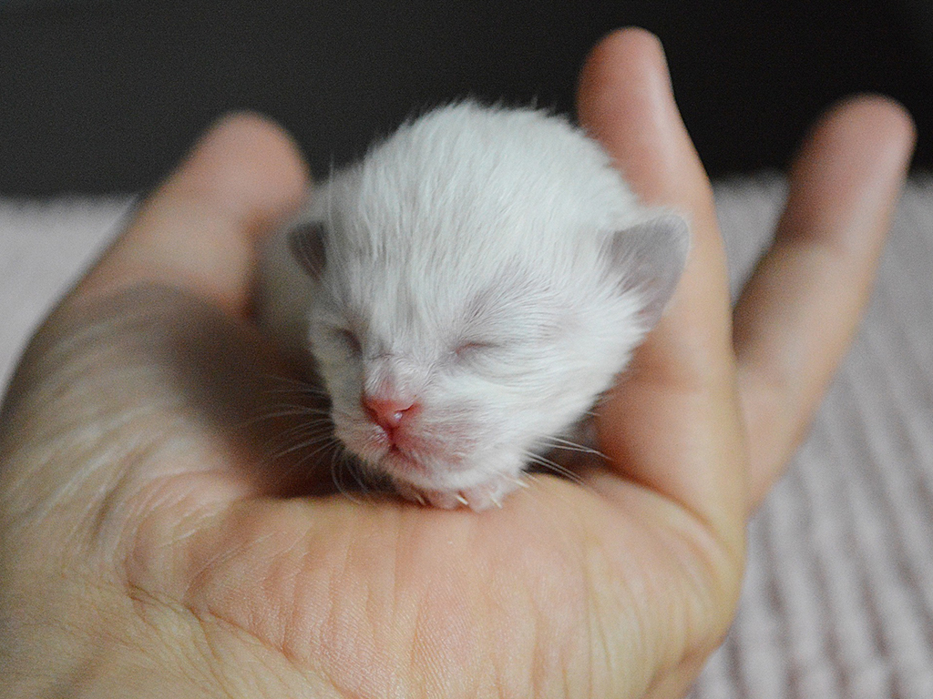 猫咪绝育手术后拆线后如何护理,猫咪绝育后护理注意事项