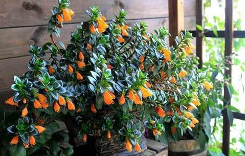 教你怎样养出一盆上好的金鱼吊兰,金鱼吊兰怎么养才能长得更茂盛